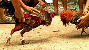 Istilah Dalam Judi Sabung Ayam Dan Artinya Bahasa Indonesia